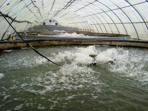 Photo of دراسة: مستقبل واعد لقطاع تربية الأحياء البحرية بالمغرب