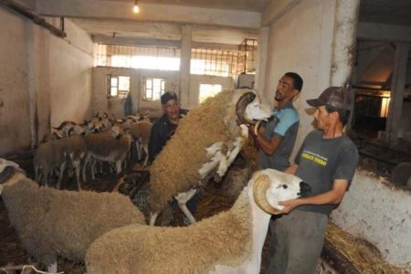 الشروع في ترقيم رؤوس الماشية استعدادا لعيد الأضحى