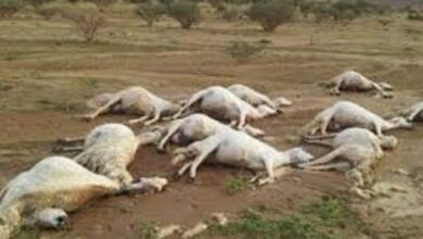 Photo of نفوق قطيع من الأغنام في حادث خطير