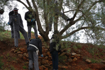 جثة معلقة بشجرة تستنفر السلطات‎