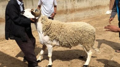 Photo of نقابة تطالب بصرف منحة عيد الأضحى لجميع الموظفين القطاعين العام والخاص