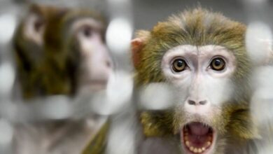 Photo of بريطانيا تحدد 21 يوم عزل لمن خالط مصابا ب”جدري القرود”‎‎