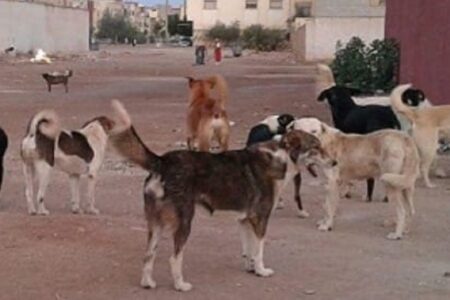 كلاب ضالة تنهي حياة طفلة نواحي إنزگان