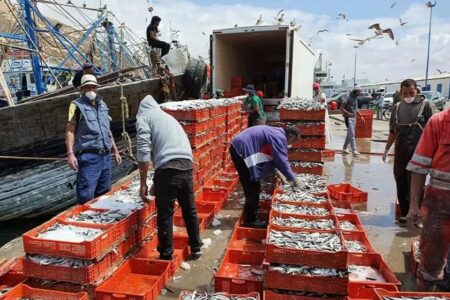 ارتفاع بـ 23 بالمائة في كمية الأسماك المفرغة بميناء طانطان خلال 3 أشهر‎‎