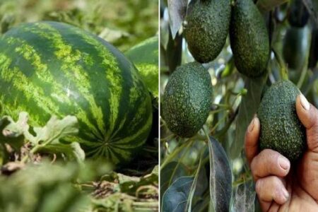 البطيخ الأحمر والأفوكادو.. المغرب يصدر ثروته المائية 