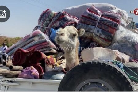 محملة بالجمال.. قافلة صحراوية تضامنية لفائدة ضحايا الزلزال تؤكد الروح التآزرية للمغاربة