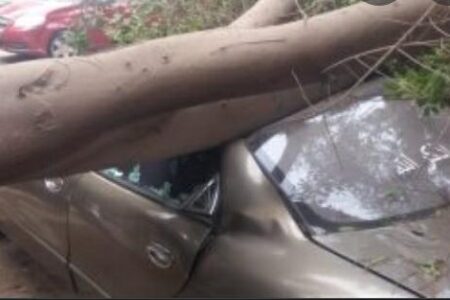 عاجل.. شجرة كبيرة تسقط على سيارة بشارع 2 مارس بالبيضاء
