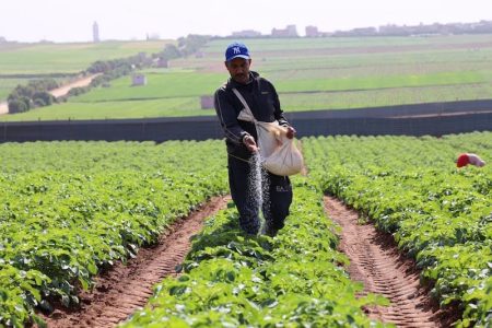 القطاع الفلاحي يخسر مليون منصب شغل منذ إطلاق مخطط المغرب الأخضر
