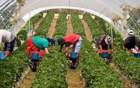 تحسين الوضعية المائية وتعزيز الإنتاج الزراعي والحيواني: خطة وزارة الفلاحة الجديدة لموسم ناجح