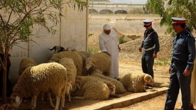 Photo of الدرك الملكي يفكك عصابة ”الفراقشية“‎