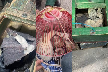 حجز مجموعة من الحيوانات البرية والزواحف التي كانت موجهة للبيع بشكل غير مشروع