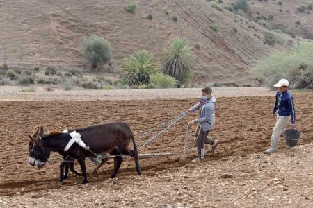 المنظمات البيمهنية في المغرب: رافعة استراتيجية لتنمية القطاع الفلاحي     