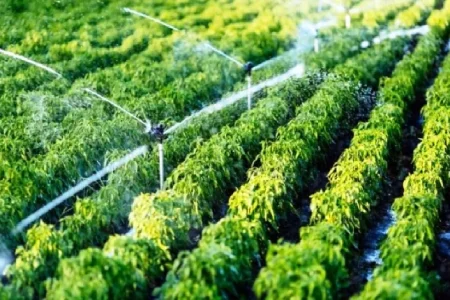 تساقطات مطرية هامة بوجدة تُنعش آمال الفلاحين وتحسن الزراعات الربيعية