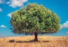 Photo of شجرة الأركان بالمغرب بين تهديدات المناخ وضغوط السوق