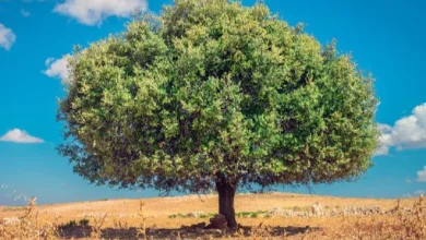 Photo of شجرة الأركان بالمغرب بين تهديدات المناخ وضغوط السوق