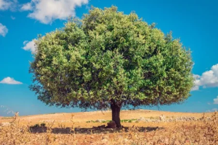 شجرة الأركان بالمغرب بين تهديدات المناخ وضغوط السوق