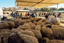 Photo of المغرب يمنع بيع الأضاحي في الفضاءات العامة ابتداء من الأربعاء