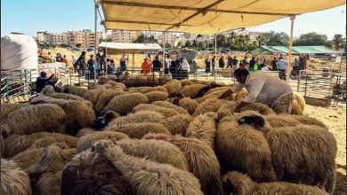 Photo of المغرب يمنع بيع الأضاحي في الفضاءات العامة ابتداء من الأربعاء