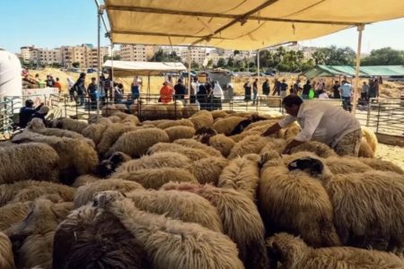 المغرب يمنع بيع الأضاحي في الفضاءات العامة ابتداء من الأربعاء
