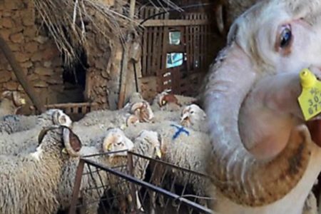 وزير الفلاحة يكشف تفاصيل برنامج دعم مربي الماشية وتحسين السلالات