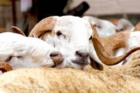 مربو الماشية يرحبون بدعم الفلاحة ويطالبون بتسريع التنفيذ