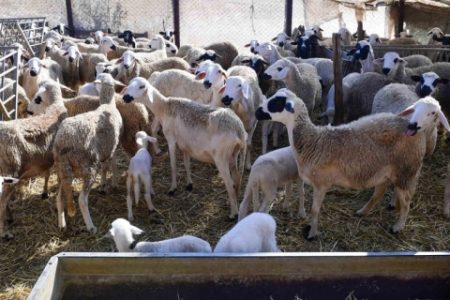 القطيع… الداخلية تستنفر الولاة لتجميع معطيات موثوقة