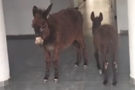 مندوبية الصحة بالخميسات تدخل على خط فيديو “حمارين داخل مركز صحي”