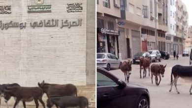 Photo of صرخات سكان بوسكورة: تجاهل السلطات لأزمة انتشار المواشي بالمدينة