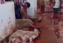 Photo of فضيحة… بقرة حامل وخرفان إناث تذبح بوزان