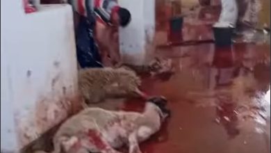 Photo of فضيحة… بقرة حامل وخرفان إناث تذبح بوزان