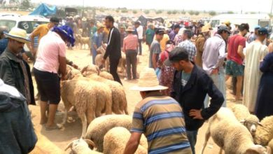 Photo of قصبة تادلة تواصل منع إدخال المواشي للأسواق الأسبوعية بعد عيد الأضحى