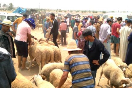 قصبة تادلة تواصل منع إدخال المواشي للأسواق الأسبوعية بعد عيد الأضحى