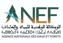 Photo of غابة بضواحي طنجة تثير الجدل… والوكالة توضح