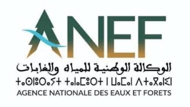 Photo of غابة بضواحي طنجة تثير الجدل… والوكالة توضح