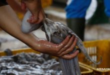 Photo of انطلاقة واعدة لموسم صيد الأخطبوط بالمغرب بعد راحة بيولوجية مثمرة