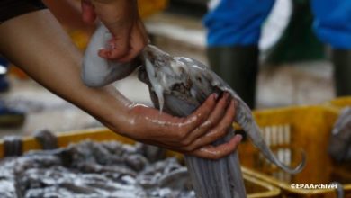 Photo of انطلاقة واعدة لموسم صيد الأخطبوط بالمغرب بعد راحة بيولوجية مثمرة